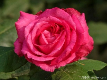 玫瑰价格暴涨！今年情人节买花，钱包花的有点多