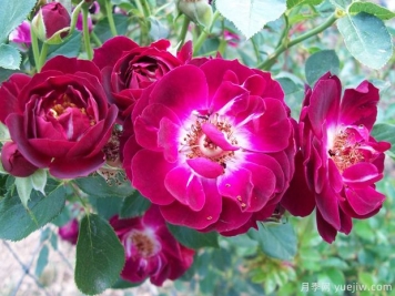 坎贝尔夫人月季