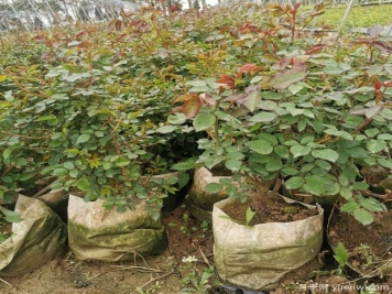 早春苗木植物养护详解