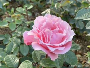 月季花在春季雨水前做好4个步骤，享受这个春天的眼福