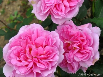 丰花月季与普通月季有什么区别