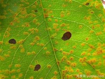 如何分清常见绿化植物病害的症状？