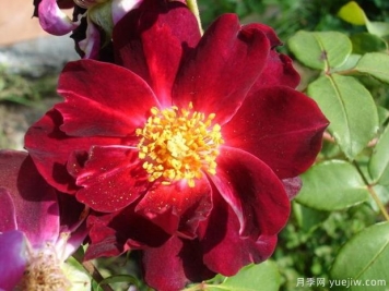 红衣主教休姆月季/休姆主教月季