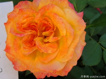 御花园月季