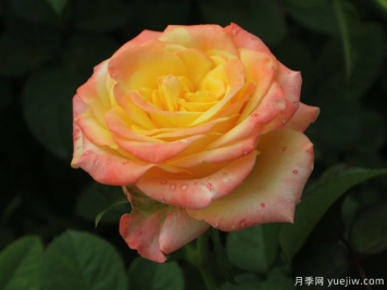 佛罗里达月季