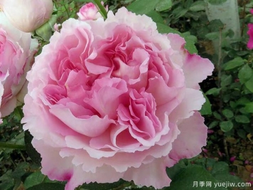 伊芙芳香催眠月季/伊芙二号月季