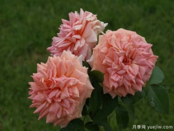 克尼斯纳月季Knysna