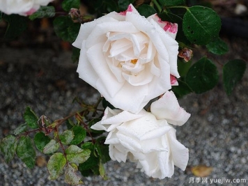 白色新曙光月季