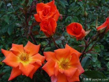 灌木火焰月季BushBlaze