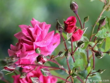 路易斯杜邦月季