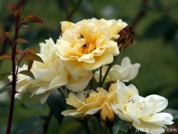 奥罗拉月季/劳拉月季Aurora