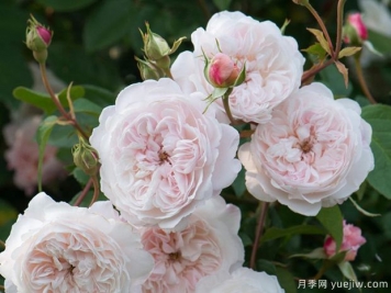 奥尔布莱顿月季/奥尔布莱顿兰布勒