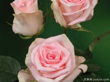 火烈鸟月季(科德斯)