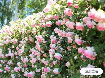 新手养殖月季花，5个基本点要熟知才能养好