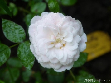 阿丽娜月季