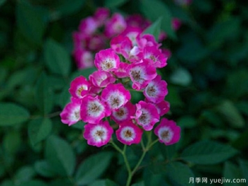 欧哈娜月季/奥哈拉月季