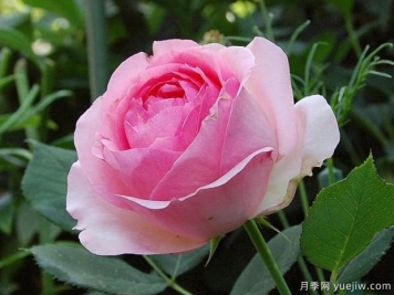 可能是最好用的玫瑰养护知识