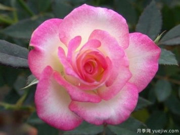 北极星月季(微月)