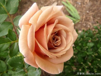 可可洛可月季的优缺点是什么？