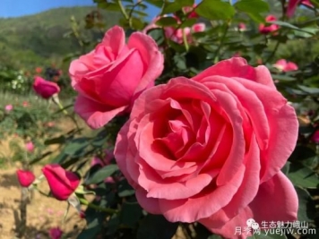 玉溪峨山月季花开正好 拍照打卡进行时