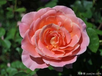 亲爱的查理月季