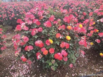 80厘米造型月季花球批发