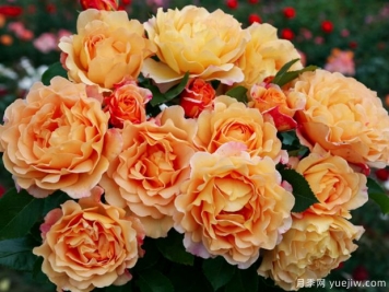 春夏交替气温升高，春植苗木新芽开始干枯回芽的处理措施？