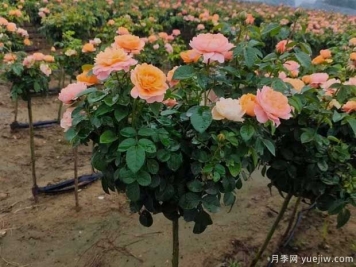 月季夏天浇水的正确方式是什么？