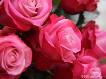 魅影月季/深层水月季