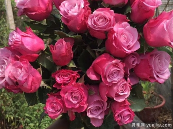 魅影月季的优缺点是什么？