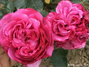 伊芙里奥月季的优缺点是什么？