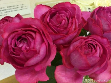 伊芙伊冯娜洛里奥月季/伊芙里奥