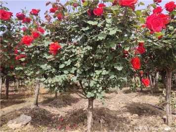 如何培养精品苗的完美树冠？