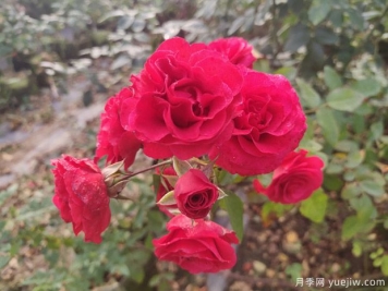 月季四季什么时间适合施肥？