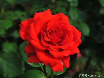 月季爆花养护和病虫害防治的秘笈