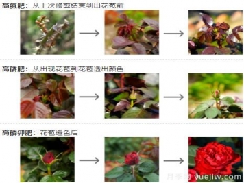 月季秋季施肥养护和注意事项