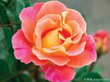 桃粉派对月季/果味花瓣