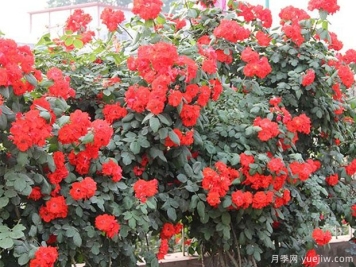 橘红火焰月季/桔红火焰月季