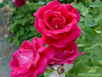 雅卡兰达月季/蓝花楹月季