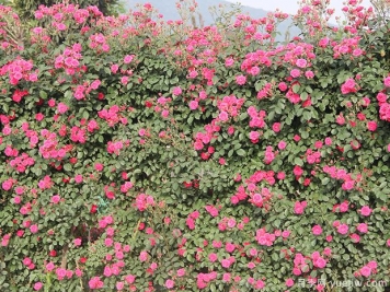 新伊丽莎白月季