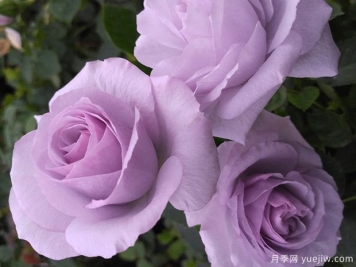 蓝宝石月季/紫香(科德斯)