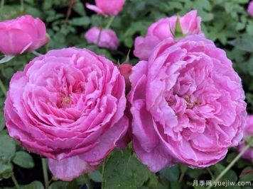 为了你的家庭月季/宜家月季