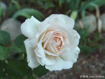 惊喜月季/振奋月季(浅粉)