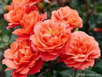 芳泉月季/特奥多尔冯塔纳月季