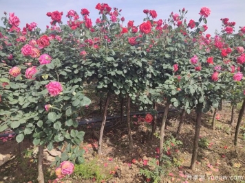 南阳内乡月季村收入近亿元，种植树状月季走上快车道