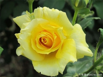 分享10种大花月季品种，开花鲜艳，香味清新