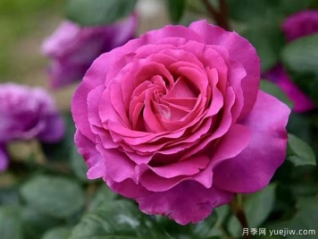 帕尔玛修道院月季