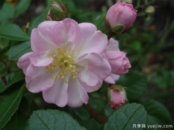 不眠羞涩月季/永久腮红月季