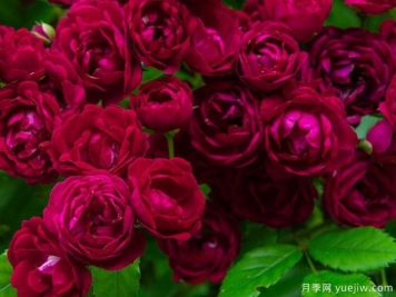 四季多米诺月季