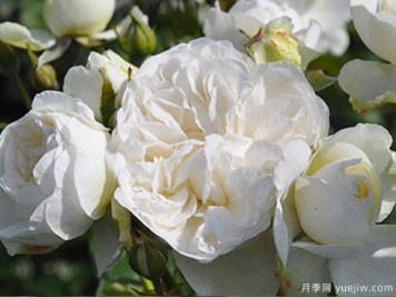 三位一体月季的优缺点是什么？